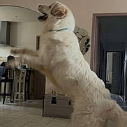 Olaf a rejoint le concours — aidez-le/la à gagner de superbes lots ! dog, pet, white_fur, standing, jumping, playful, indoor, living_room, tile_floor, collar, mirror, furniture, trunk, open_door, motion_blur, tongue_out, happy, large_dog, home_interior, floor_tiles