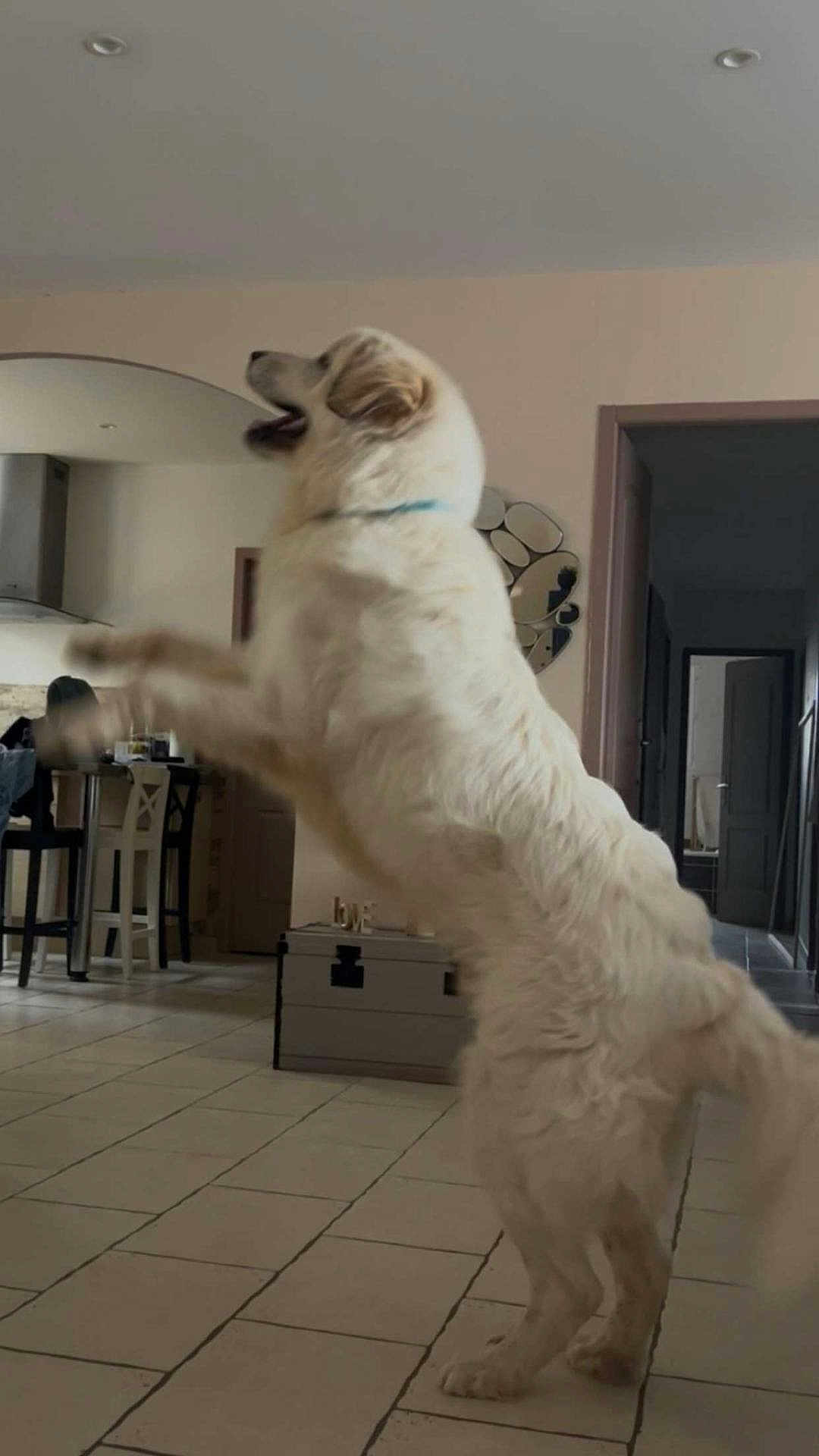 Olaf a rejoint le concours — aidez-le/la à gagner de superbes lots ! dog, pet, white_fur, standing, jumping, playful, indoor, living_room, tile_floor, collar, mirror, furniture, trunk, open_door, motion_blur, tongue_out, happy, large_dog, home_interior, floor_tiles