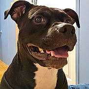 Steele joined the competition — help win amazing prizes! dog, black_dog, white_chest, indoor, happy, tongue_out, ears_up, smiling, pet, canine, animal, closeup, portrait, house, wall, door, floor, collar, companion, friendly