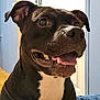 dog, black_dog, white_chest, indoor, happy, tongue_out, ears_up, smiling, pet, canine, animal, closeup, portrait, house, wall, door, floor, collar, companion, friendly