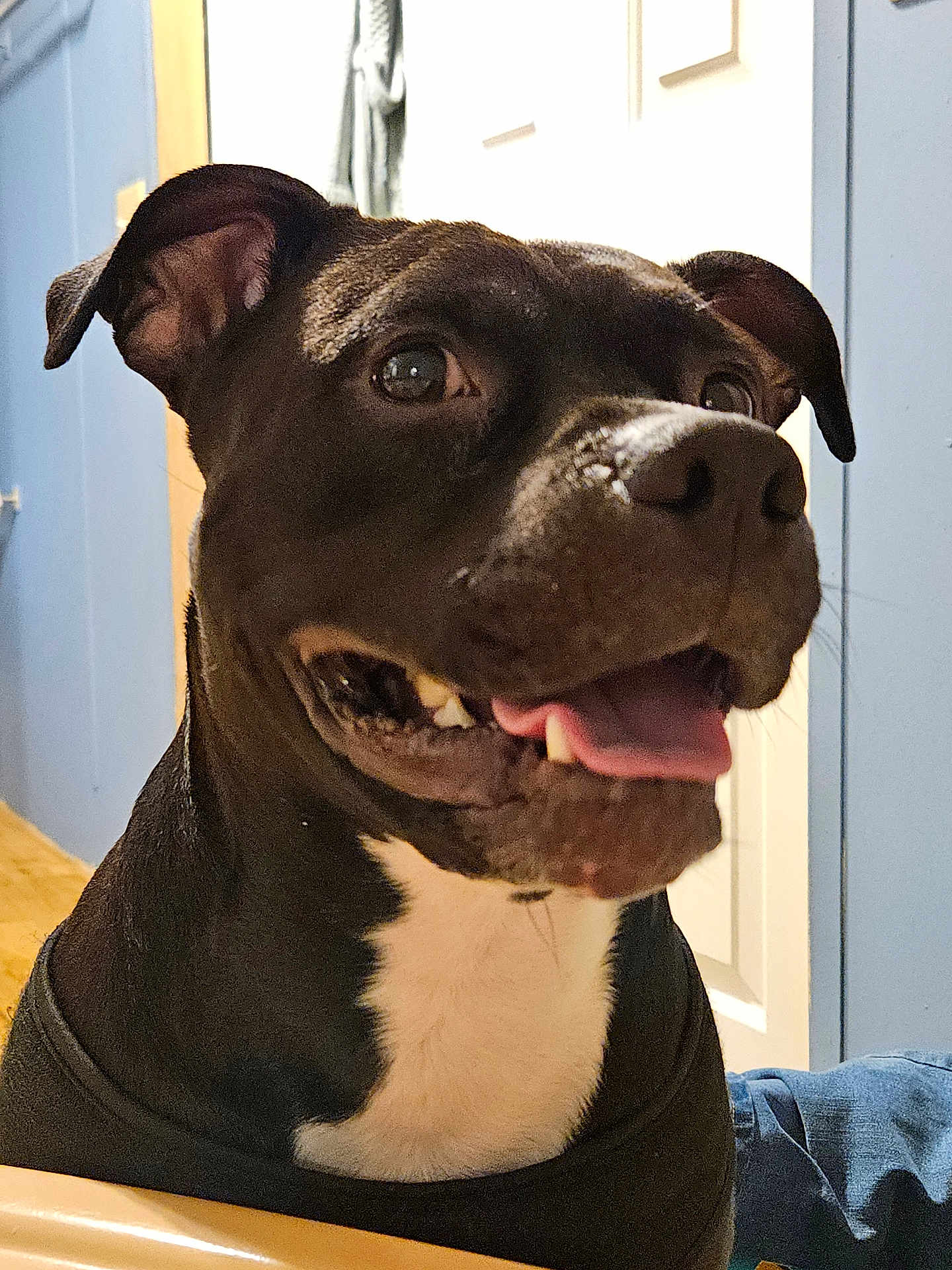 Steele joined the competition — help win amazing prizes! dog, black_dog, white_chest, indoor, happy, tongue_out, ears_up, smiling, pet, canine, animal, closeup, portrait, house, wall, door, floor, collar, companion, friendly