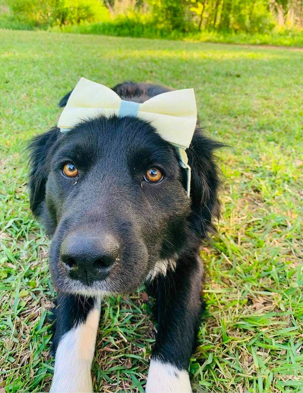 Shay is registered to the contest to win money with this photo: borador, canidae, carnivore, companion_dog, dog, dog_breed, dog_collar, fur, grass, grassland, hat, herding_dog, plant, snout, sporting_group, terrestrial_animal, tree, whiskers, working_animal, working_dog