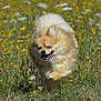 Violette participe au concours pour gagner de l'argent avec cette photo : animal, canine, dog, field, fluffy, grass, happy, joy, motion, nature, outdoor, pet, playful, pomeranian, running, summer, sunny, tongue_out, wildflowers, yellow_flowers