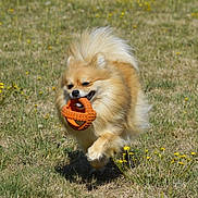 Violette a rejoint le concours — aidez-le/la à gagner de superbes lots ! active, animal, ball, dog, field, flower, fur, grass, happy, mammal, nature, orange, outdoor, pet, play, pomeranian, running, sunlight, toy, yellow_flower