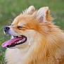 Violette participe au concours pour gagner de l'argent avec cette photo : animal, canine, close_up, cute, dog, ears, fluffy, fur, grass, happy, head, mammal, nose, open_mouth, outdoor, panting, pet, pomeranian, small_dog, tongue