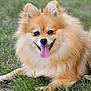 animal, canine, cute, dog, ears, face, fluffy, friendly, fur, grass, happy, lying_down, nature, outdoor, pet, pomeranian, small_dog, smiling, tongue, tongue_out