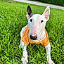 Max joined the competition — help win amazing prizes! dog, bull_terrier, white_dog, orange_shirt, grass, outdoor, pet, animal, ears, portrait, cute, canine, laying_down, greenery, nature, summer, closeup, friendly, domestic_animal, mammal