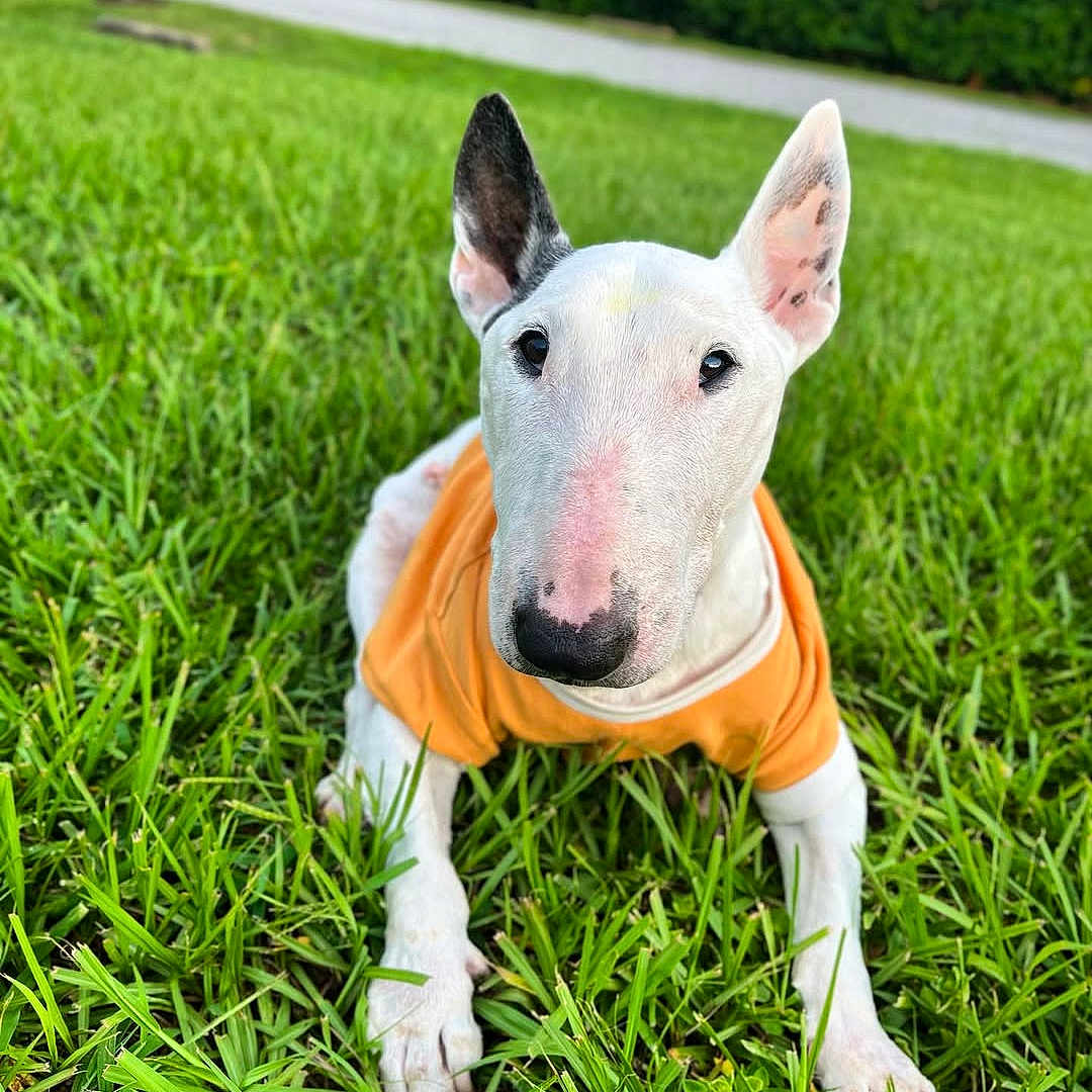 Max joined the competition — help win amazing prizes! animal, bull_terrier, canine, closeup, cute, dog, domestic_animal, ears, friendly, grass, greenery, laying_down, mammal, nature, orange_shirt, outdoor, pet, portrait, summer, white_dog