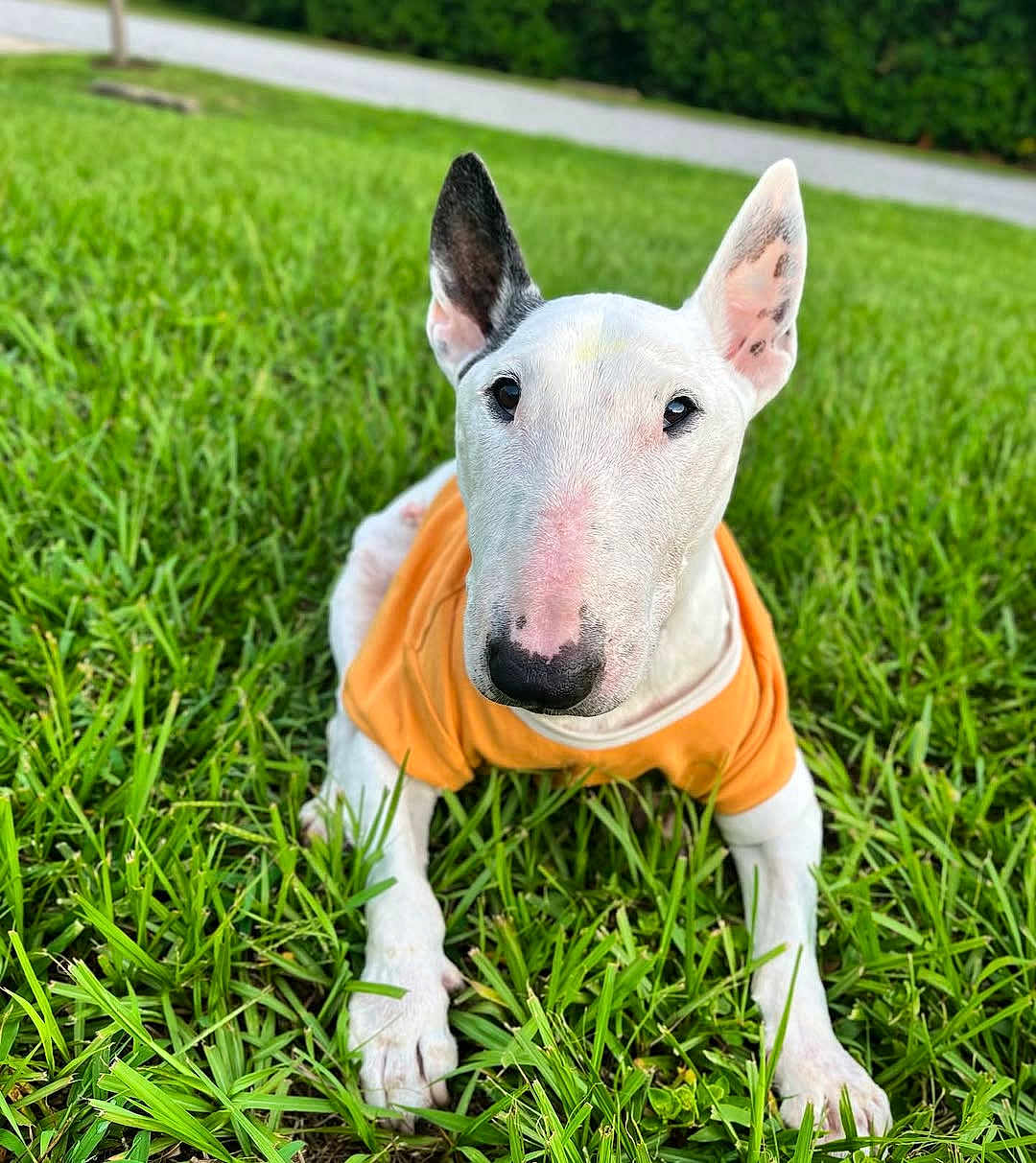 Max joined the competition — help win amazing prizes! dog, bull_terrier, white_dog, orange_shirt, grass, outdoor, pet, animal, ears, portrait, cute, canine, laying_down, greenery, nature, summer, closeup, friendly, domestic_animal, mammal