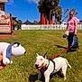 Max is registered to the contest to win money with this photo: dog, bull_terrier, leash, woman, grass, sunny, blue_sky, palm_trees, backpack, toy, knitted_toy, hand, smiling, outdoor, fence, lighthouse, building, sunglasses, happy_dog, pet