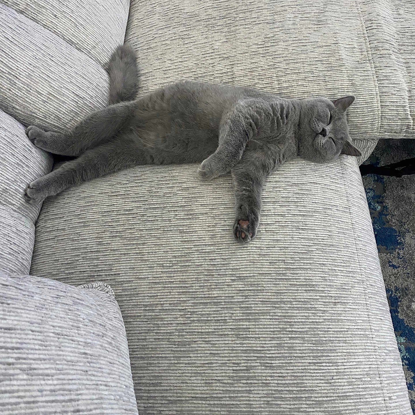 Cannoli joined the competition — help win amazing prizes! abyssinian, animal, architecture, armchair, building, cat, chair, couch, cushion, furniture, homedecor, indoors, kitten, linen, livingroom, manx, person, pet, room, sleeping
