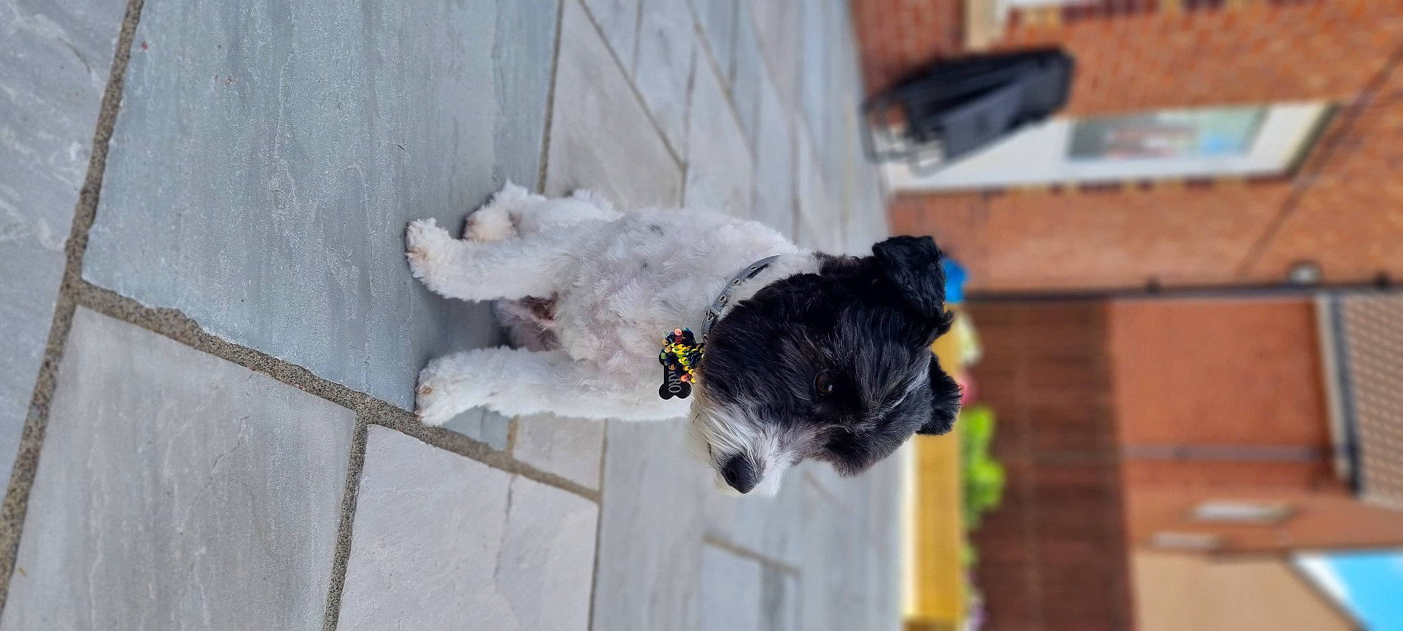 Zorro joined the competition — help win amazing prizes! canidae, carnivore, collar, companion_dog, dog, dog_breed, dog_collar, dog_supply, door, fur, non_sporting_group, pet_supply, schnauzer, snout, sporting_group, tail, terrier, toy_dog, winter, working_animal