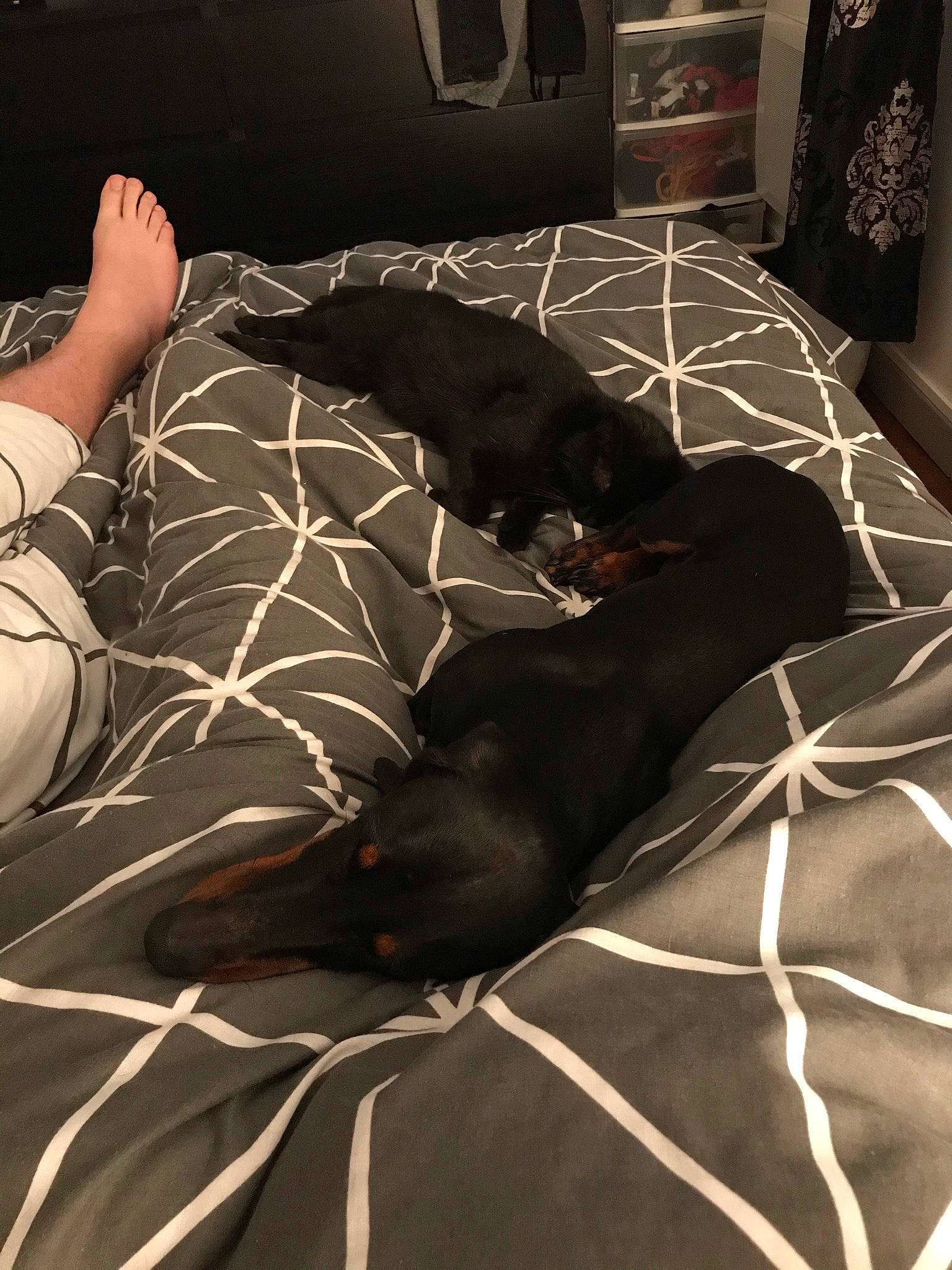 Lola participe au concours pour gagner de l'argent avec cette photo : bed, bedding, bedroom, black, carnivore, comfort, darkness, dog_breed, felidae, floor, flooring, grey, human_leg, linens, pattern, pillow, small_to_medium_sized_cats, tail, tints_and_shades, whiskers