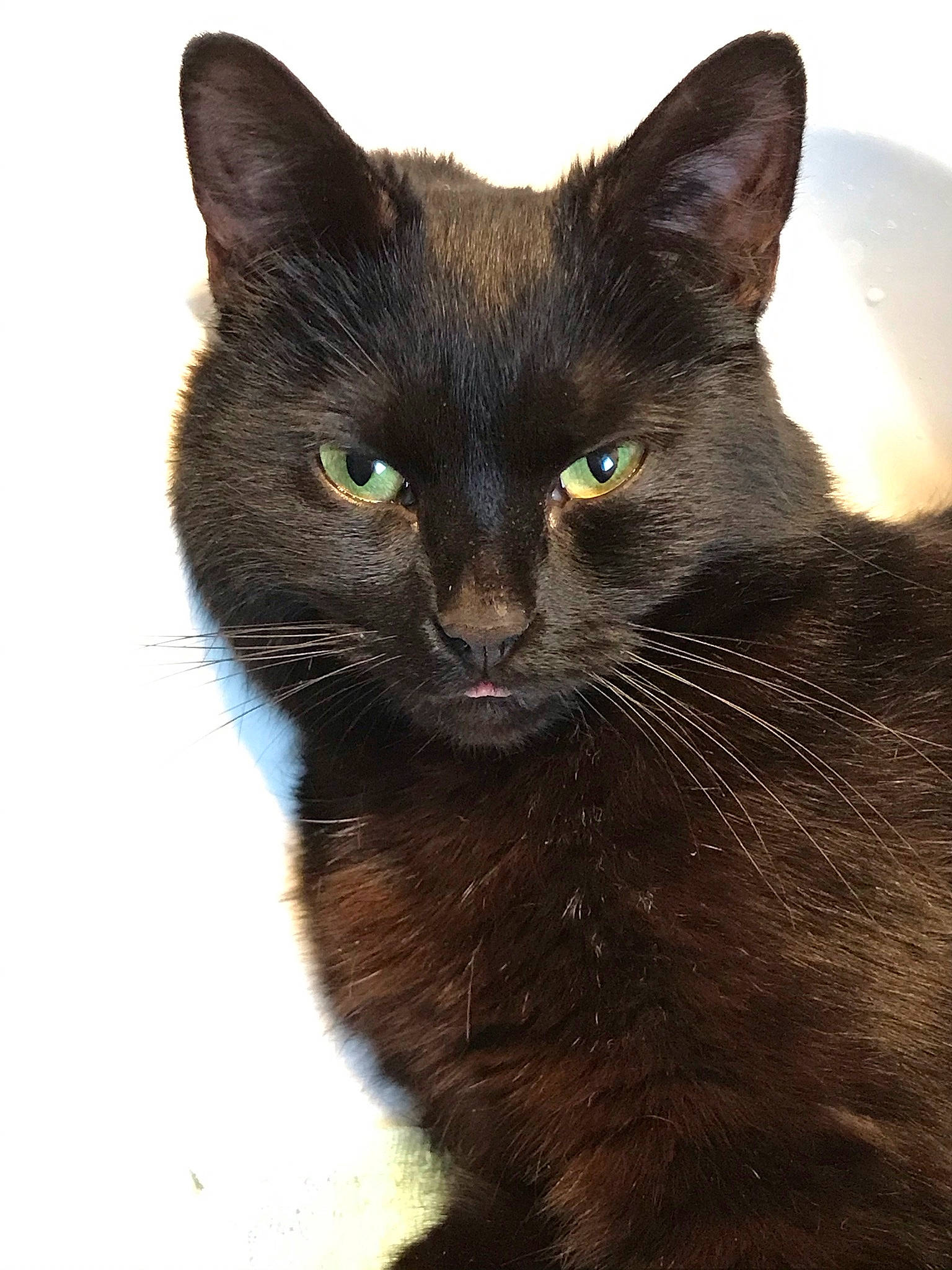 Lola a rejoint le concours — aidez-le/la à gagner de superbes lots ! black_cat, bombay, carnivore, cat, domestic_short_haired_cat, eye, felidae, fur, havana_brown, small_to_medium_sized_cats, terrestrial_animal, whiskers