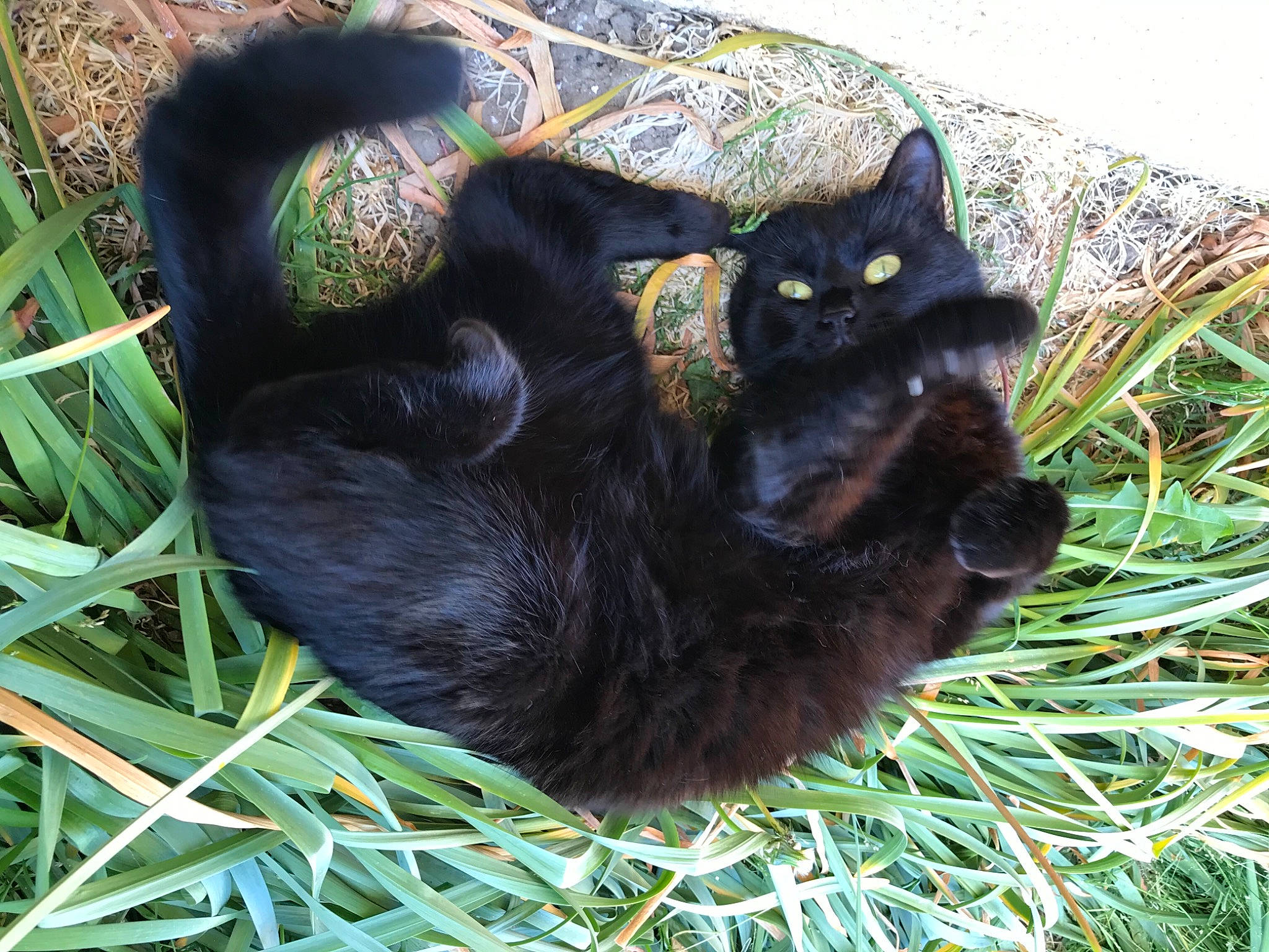 Lola a rejoint le concours — aidez-le/la à gagner de superbes lots ! art, black_cat, bombay, carnivore, cat, cat_furniture, cat_supply, domestic_short_haired_cat, felidae, fur, grass, groundcover, organism, plant, small_to_medium_sized_cats, snout, tail, terrestrial_animal, tree, whiskers