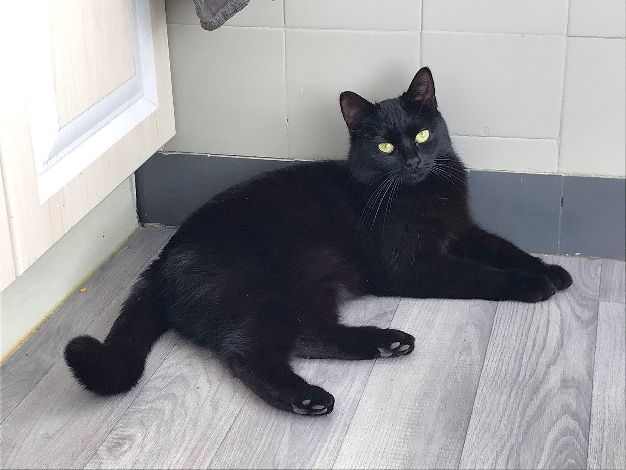 Lola participe au concours pour gagner de l'argent avec cette photo : black_cat, bombay, carnivore, cat, claw, comfort, domestic_short_haired_cat, eye, felidae, floor, flooring, fur, grey, paw, small_to_medium_sized_cats, snout, tail, terrestrial_animal, whiskers, window