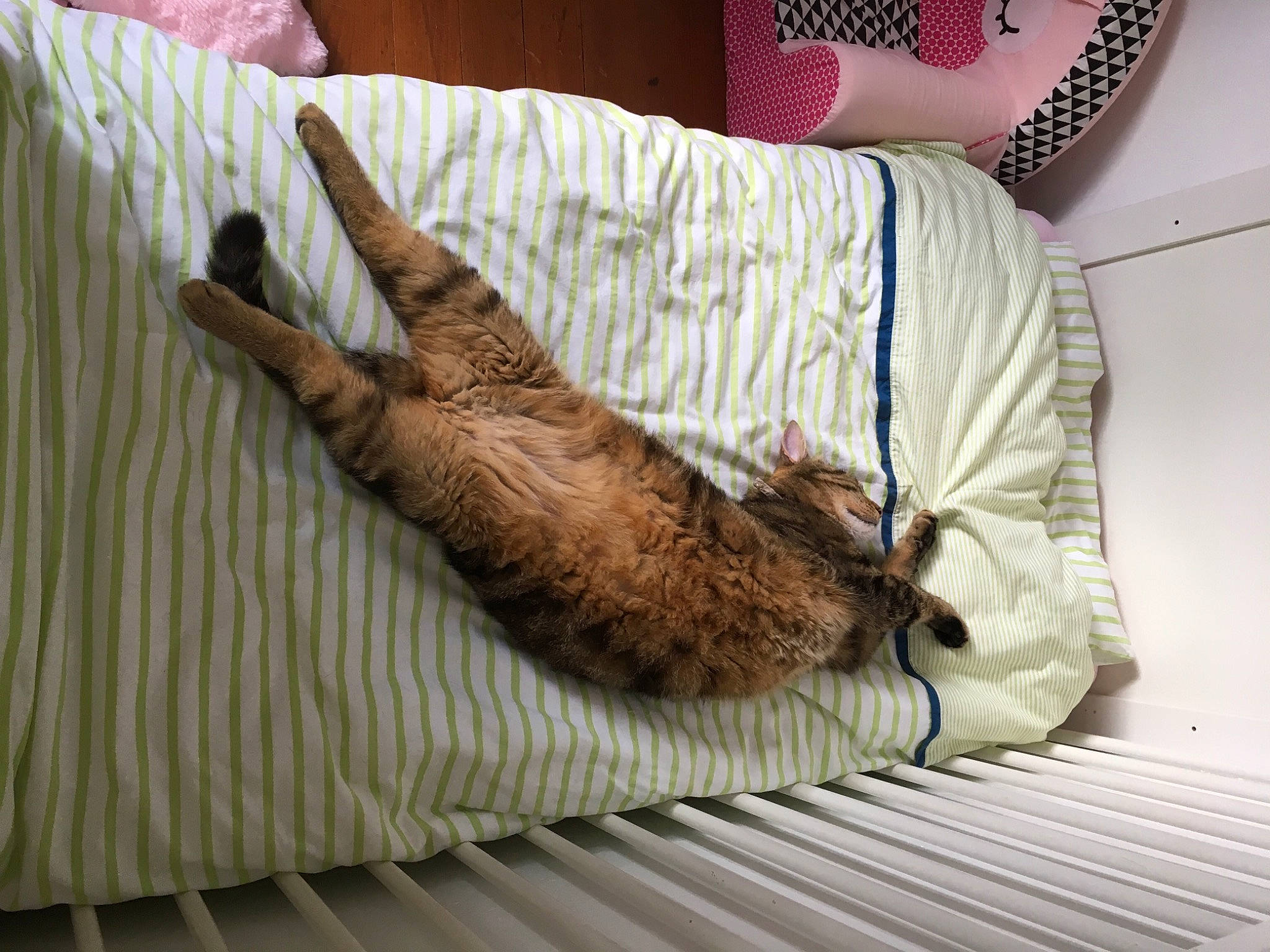 Mango participe au concours pour gagner de l'argent avec cette photo : carnivore, comfort, companion_dog, dog, dog_breed, fawn, felidae, flooring, foot, fur, hardwood, human_leg, linens, liver, pattern, small_to_medium_sized_cats, sporting_group, tail, textile, wood