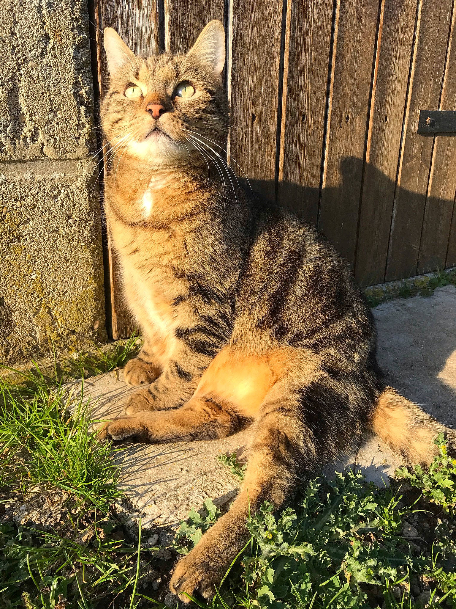 Mango participe au concours pour gagner de l'argent avec cette photo : carnivore, cat, domestic_short_haired_cat, eye, fawn, felidae, fur, grass, paw, plant, shadow, sitting, small_to_medium_sized_cats, snout, tail, terrestrial_animal, tree, whiskers, wildlife, wood