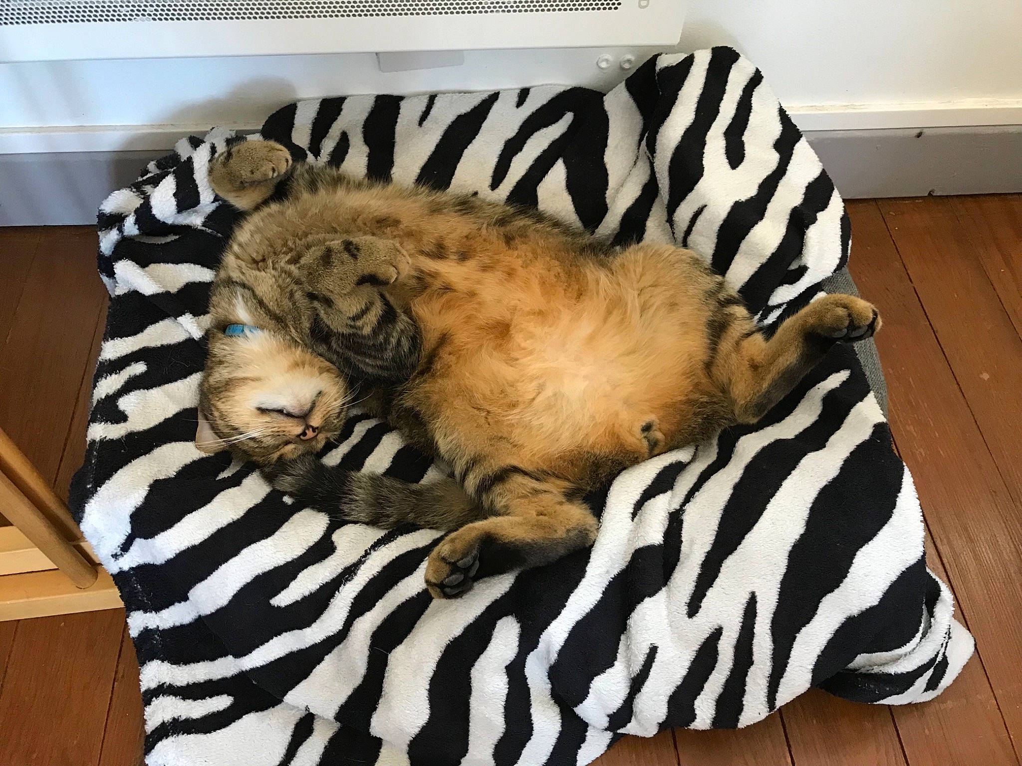 Mango participe au concours pour gagner de l'argent avec cette photo : bed, big_cats, carnivore, cat, comfort, companion_dog, fawn, felidae, fur, mammal, pattern, room, small_to_medium_sized_cats, snout, sporting_group, tail, terrestrial_animal, vertebrate, whiskers, wood