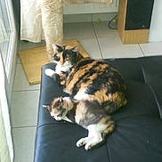 Gizmos Gigi participe au concours pour gagner de l'argent avec cette photo : cat, kitten, calico_cat, couch, indoor, scratching_post, window, tile_floor, relaxing, pet, feline, animal, domestic, resting, black_couch, curtain, speaker, floor, home, companion