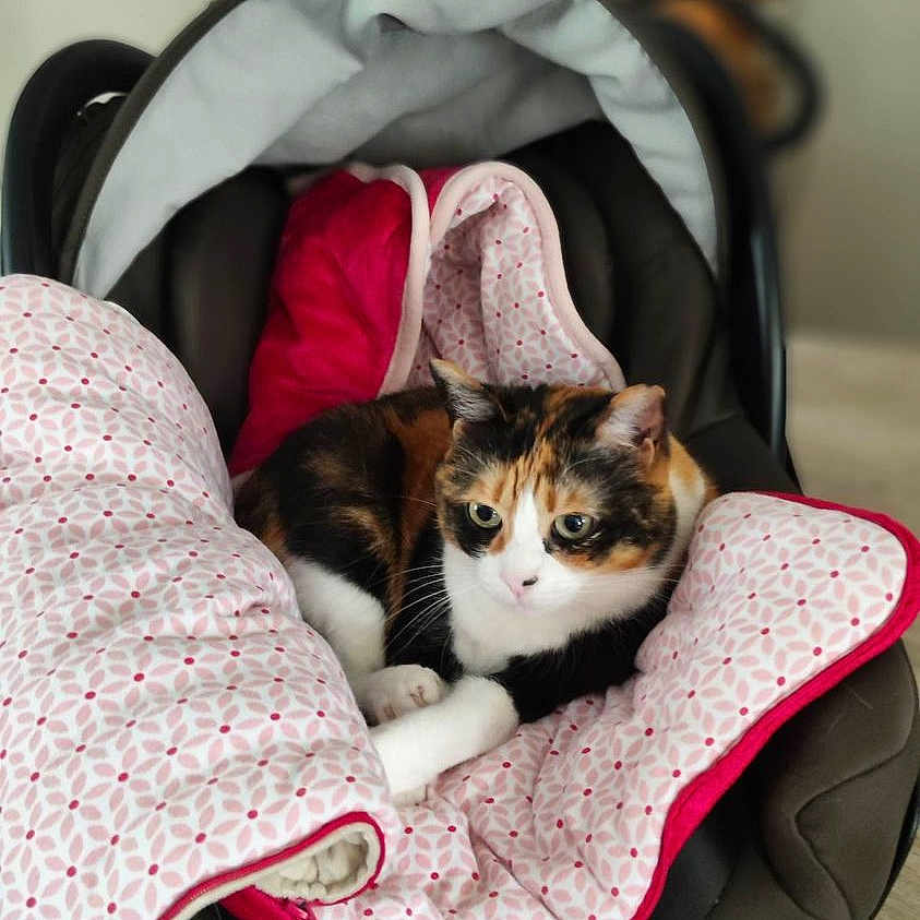 Gizmos Gigi participe au concours pour gagner de l'argent avec cette photo : animal, baby_carrier, blanket, calico_cat, cat, closeup, comfort, cute, domestic_animal, eyes, fur, furniture, indoor, patterned_blanket, paws, pet, relaxed, resting, soft, whiskers
