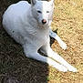 dog, white_dog, lying_down, shadow, outdoor, grass, animal, pet, sunlight, nature, canine, fur, relaxed, resting, daylight, portrait, sidewalk, muzzle, ears, paw