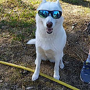 Louna a rejoint le concours — aidez-le/la à gagner de superbes lots ! animal, canine, dirt, dog, funny, grass, happy, hose, nature, outdoor, pet, reflection, shade, shoe, sitting, summer, sunglasses, sunlight, tree, white_dog