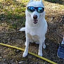 animal, canine, dirt, dog, funny, grass, happy, hose, nature, outdoor, pet, reflection, shade, shoe, sitting, summer, sunglasses, sunlight, tree, white_dog