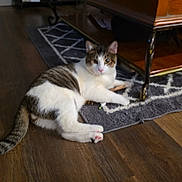 Bowie is registered to the contest to win money with this photo: cat, tabby, white_cat, indoor, rug, wooden_floor, coffee_table, bookshelf, furniture, pet, animal, floor, relaxed, looking, curious, home, domestic, cozy, resting, living_room