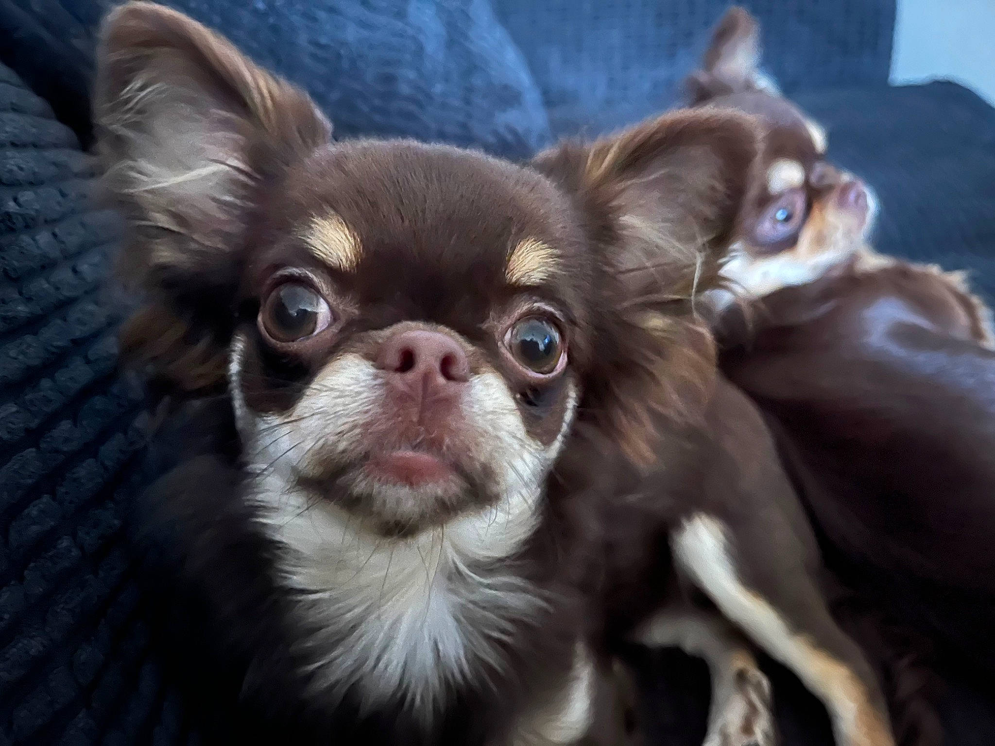 Star is registered to the contest to win money with this photo: canidae, carnivore, chihuahua, close_up, companion_dog, dog, dog_breed, ear, eye, fawn, fur, head, liver, mammal, snout, sporting_group, terrestrial_animal, toy_dog, whiskers, working_animal