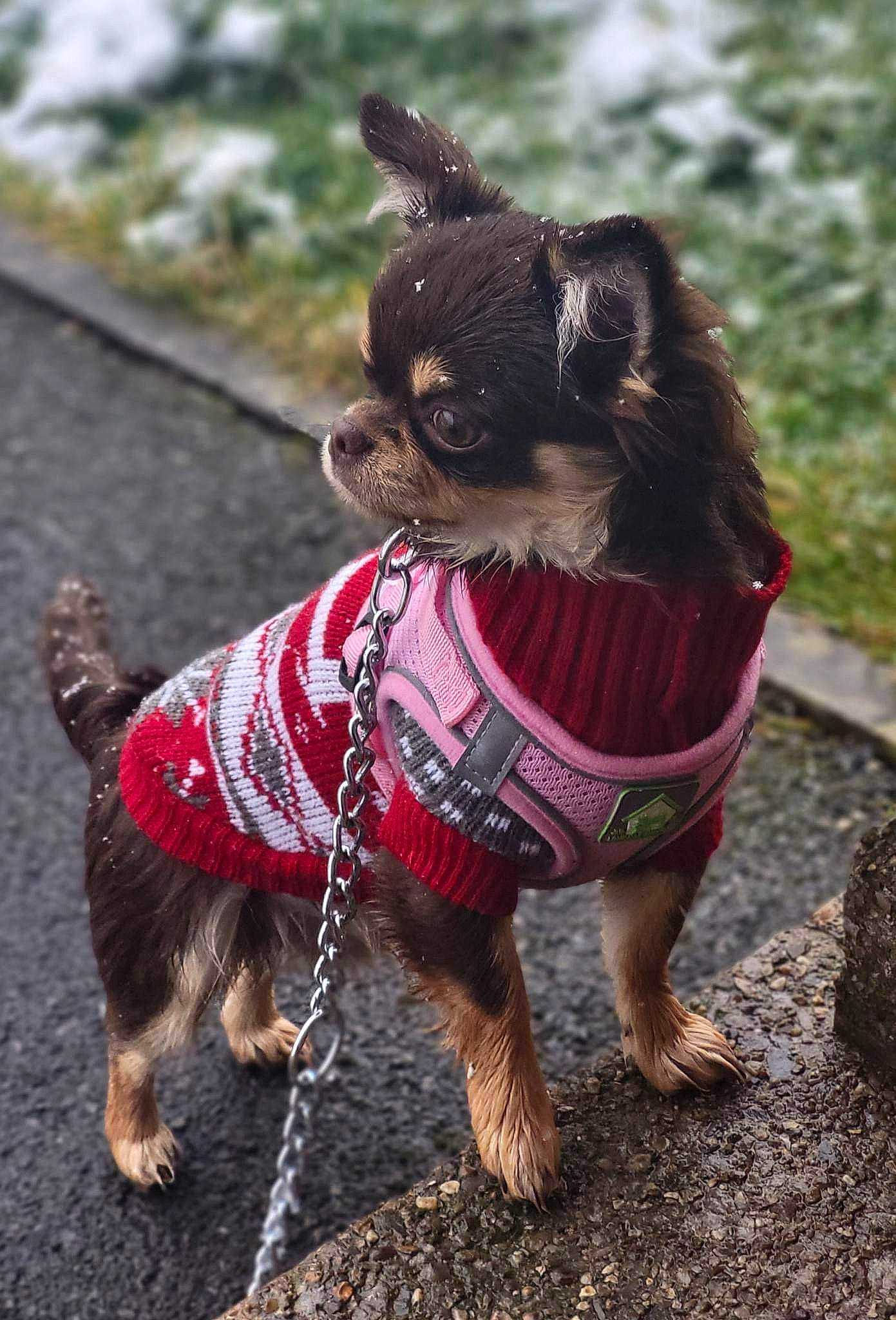 Skla joined the competition — help win amazing prizes! canidae, carnivore, collar, companion_dog, dog, dog_breed, dog_clothes, dog_collar, dog_supply, fawn, grass, leash, pet_supply, plant, snout, sporting_group, tail, terrier, toy_dog, working_animal