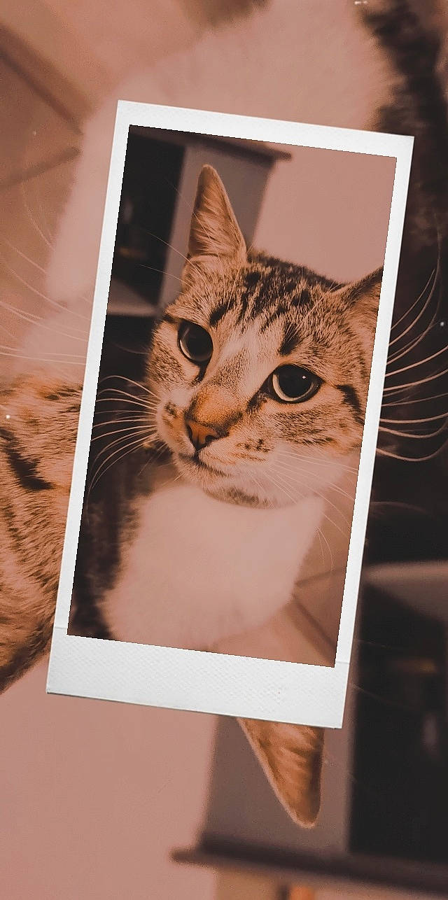 Lolly a rejoint le concours — aidez-le/la à gagner de superbes lots ! art, box, carnivore, cat, domestic_short_haired_cat, door, felidae, font, fur, illustration, paper_product, photo_caption, rectangle, room, small_to_medium_sized_cats, snout, terrestrial_animal, visual_arts, whiskers, wildlife