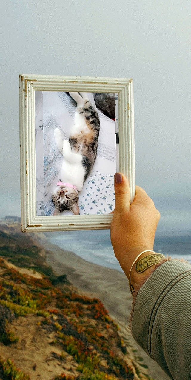 Lolly a rejoint le concours — aidez-le/la à gagner de superbes lots ! art, bracelet, carnivore, cat, companion_dog, fashion_accessory, fawn, felidae, fur, gesture, jewellery, pattern, room, sky, sleeve, small_to_medium_sized_cats, travel, visual_arts, wood, wrist