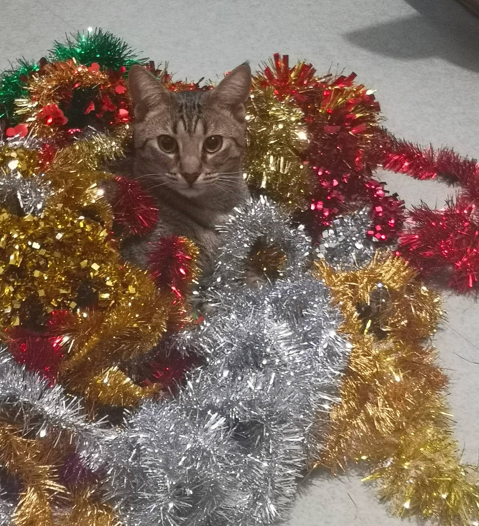 Pioupiou a rejoint le concours — aidez-le/la à gagner de superbes lots ! carnivore, cat, christmas, christmas_decoration, christmas_ornament, conifer, domestic_short_haired_cat, event, fawn, felidae, fur, grass, holiday, holiday_ornament, ornament, small_to_medium_sized_cats, snout, tail, whiskers, window