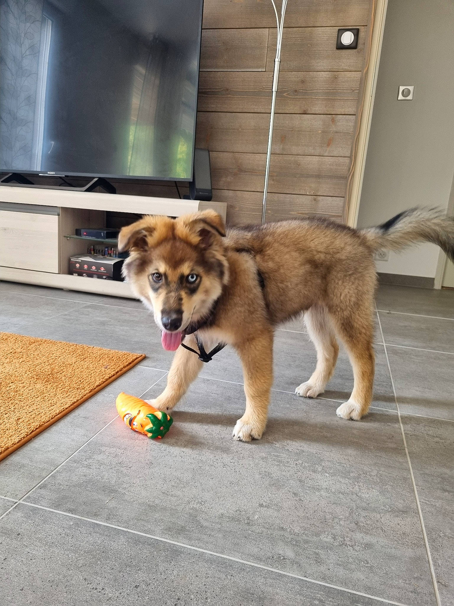 Mao participe au concours pour gagner de l'argent avec cette photo : carnivore, companion_dog, dog, dog_breed, dog_supply, door, fawn, floor, flooring, fur, home_appliance, leash, paw, road_surface, sidewalk, snout, sporting_group, tail, television, television_set