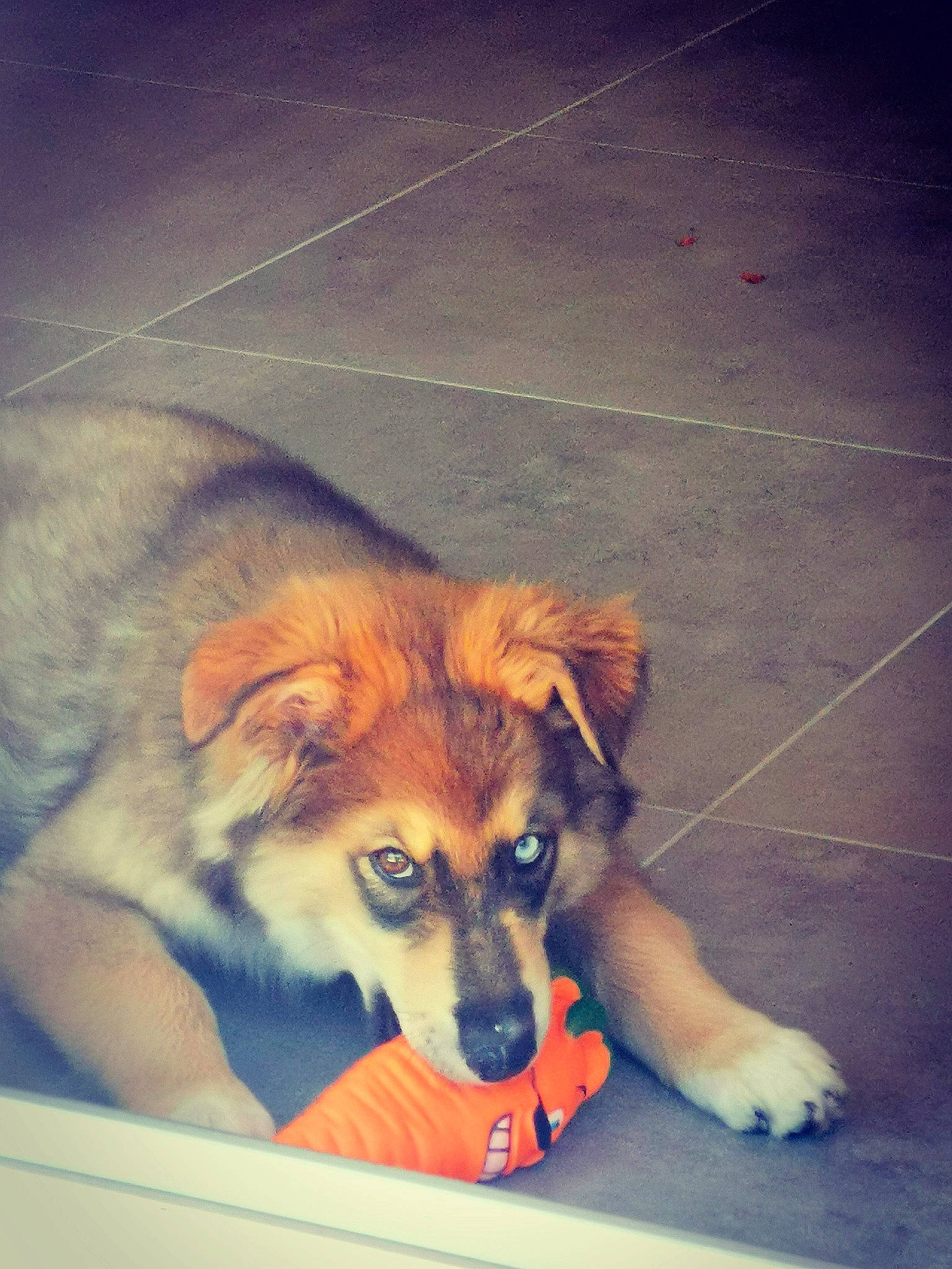 Mao a rejoint le concours — aidez-le/la à gagner de superbes lots ! canidae, carnivore, cloud, companion_dog, dog, dog_breed, electric_blue, fawn, flooring, mammal, paw, sky, snout, sporting_group, square, tail, tints_and_shades, toy_dog, waste_container, whiskers