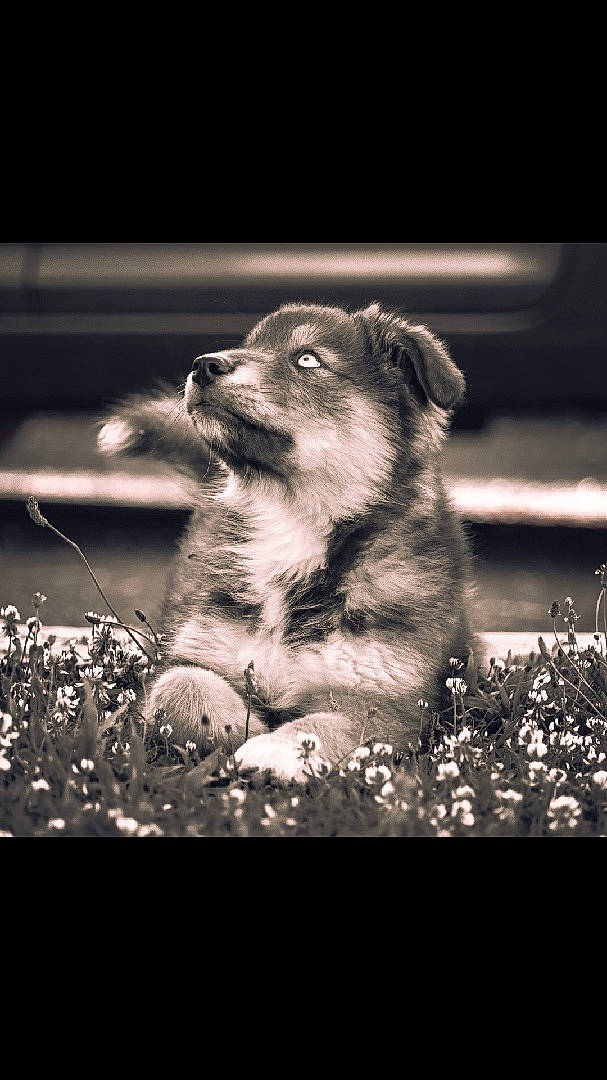 Mao a rejoint le concours — aidez-le/la à gagner de superbes lots ! black_and_white, carnivore, close_up, companion_dog, darkness, dog, dog_breed, flash_photography, font, fur, grass, monochrome, monochrome_photography, plant, snout, sporting_group, style, tints_and_shades, tree, whiskers