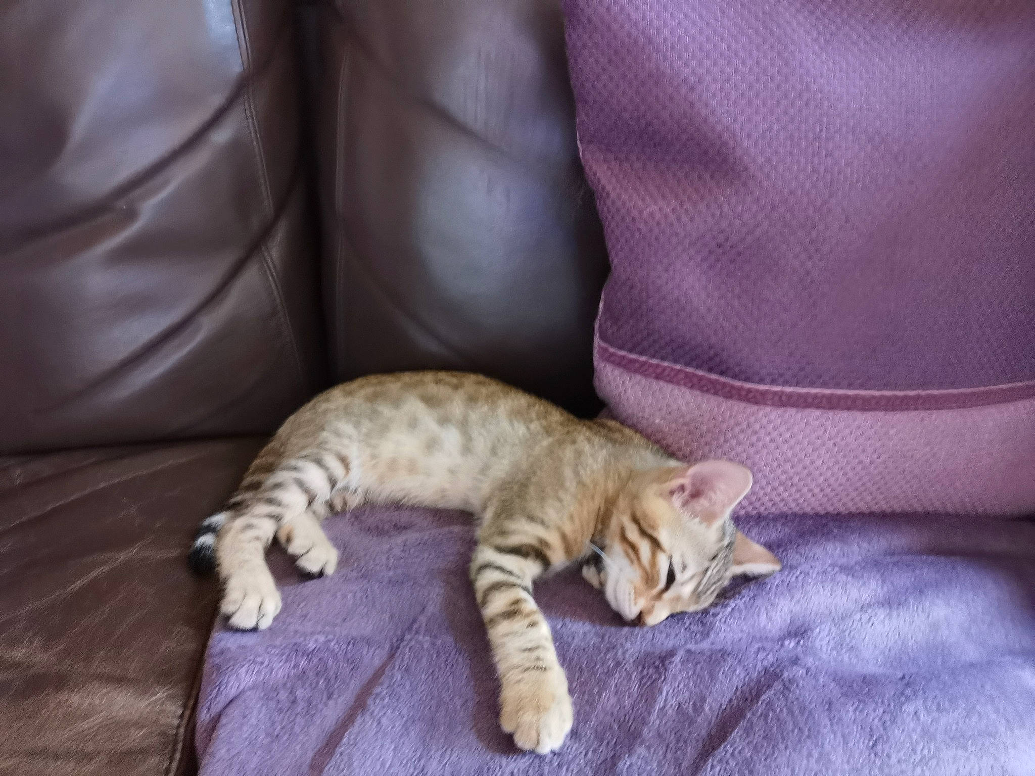 Ruby participe au concours pour gagner de l'argent avec cette photo : canidae, carnivore, cat, claw, comfort, couch, domestic_short_haired_cat, fawn, felidae, fur, hardwood, linens, paw, small_to_medium_sized_cats, snout, tail, terrestrial_animal, whiskers, wildlife, wood