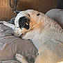 Apollo is registered to the contest to win money with this photo: animal, blanket, canine, comfort, cozy, dog, fur, home, indoor, leash, napping, paw, peaceful, pet, quiet, relaxation, resting, sleeping, sunlight, wooden_wall