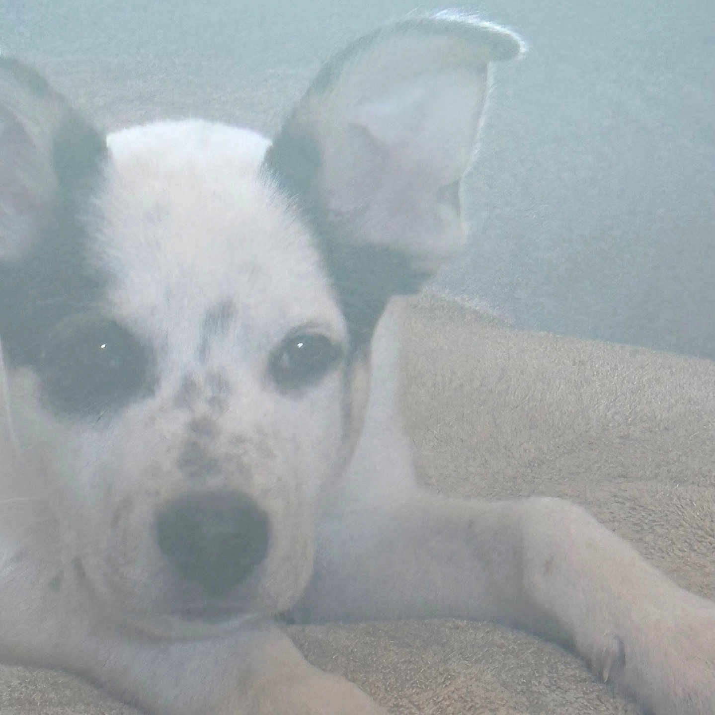 Apollo is registered to the contest to win money with this photo: animal, canine, close_up, curious, cute, dog, ears, fur, indoor, laying, lying_down, paw, pet, portrait, puppy, resting, soft_light, speckled_face, texture, young