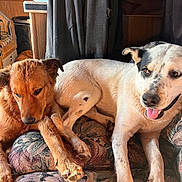 Apollo is registered to the contest to win money with this photo: animal, black_dog, brown_dog, canine, close_together, companion, couch, cozy, dog, domestic, furniture, indoor, panting, patterned_fabric, pet, relaxing, resting, tongue_out, white_dog, wooden_interior