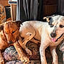 animal, black_dog, brown_dog, canine, close_together, companion, couch, cozy, dog, domestic, furniture, indoor, panting, patterned_fabric, pet, relaxing, resting, tongue_out, white_dog, wooden_interior