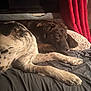 animal, bed, black, blanket, brown, companion, cozy, curtain, dog, domestic_animal, fur, indoor, paw, pet, quiet, relaxation, resting, sleeping, white, window