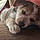 Brindle