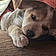Brindle