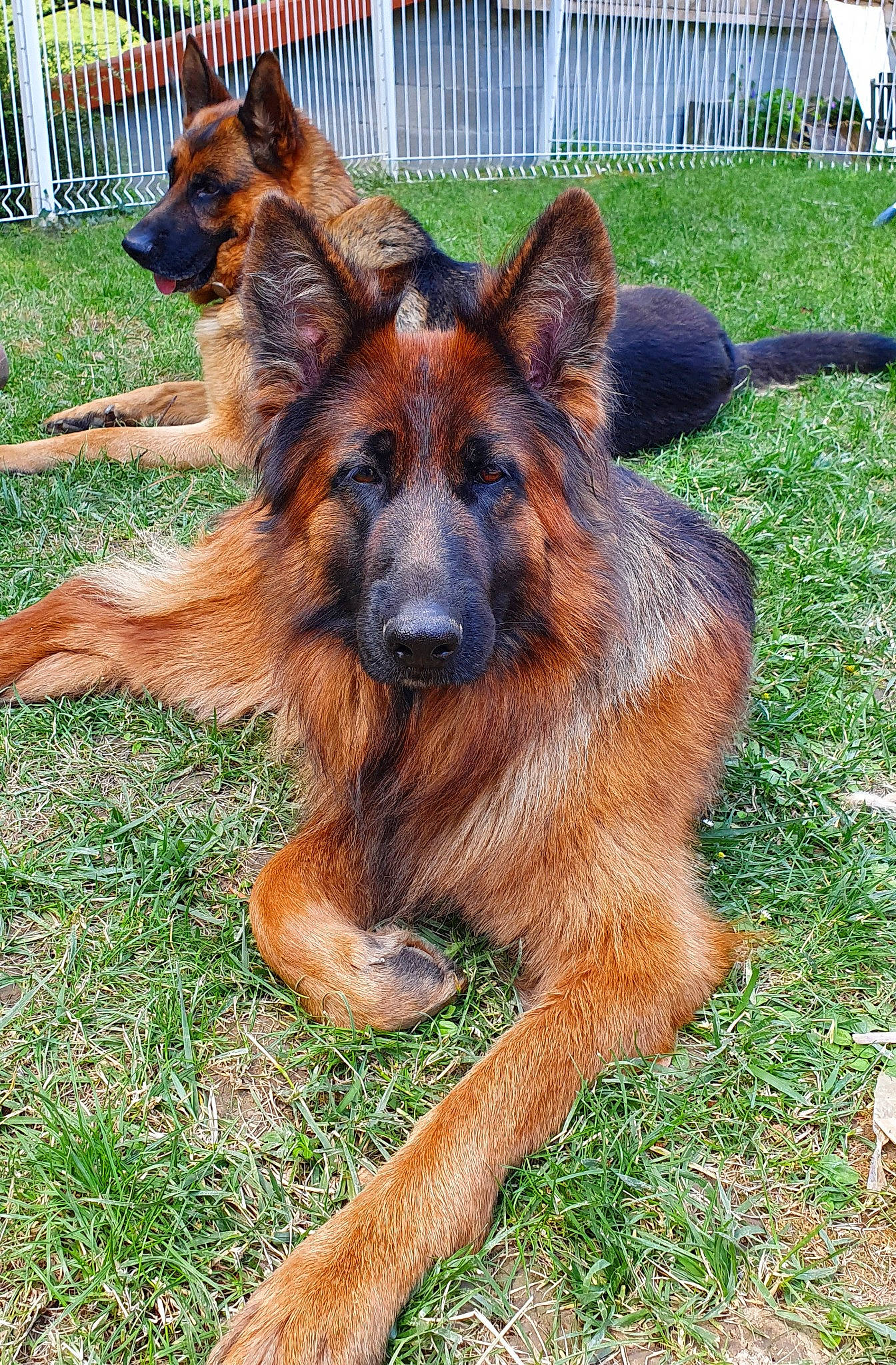 Olympia participe au concours pour gagner de l'argent avec cette photo : canidae, carnivore, companion_dog, dog, dog_breed, east_european_shepherd, fence, fur, german_shepherd_dog, grass, guard_dog, herding_dog, liver, old_german_shepherd_dog, plant, snout, sporting_group, working_dog