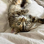 Stormy is registered to the contest to win money with this photo: animal, bed, beige, cat, closeup, cozy, curious, cute, domestic, feline, fur, indoor, mammal, pet, relaxed, sleepy, soft, tabby, upside_down, whiskers