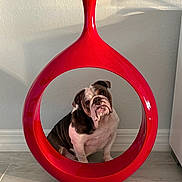 Brooklyn is registered to the contest to win money with this photo: animal, bulldog, companion, curious, cute, decor, dog, domestic, floor, head_tilt, indoor, looking, mammal, modern_art, pet, portrait, red_sculpture, seated, tile_floor, wall