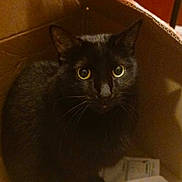 Midnight joined the competition — help win amazing prizes! cat, black_cat, box, cardboard_box, pet, animal, indoor, curious, feline, whiskers, yellow_eyes, cute, domestic_cat, looking_up, sitting, close_up, fur, mammal, companion, quiet