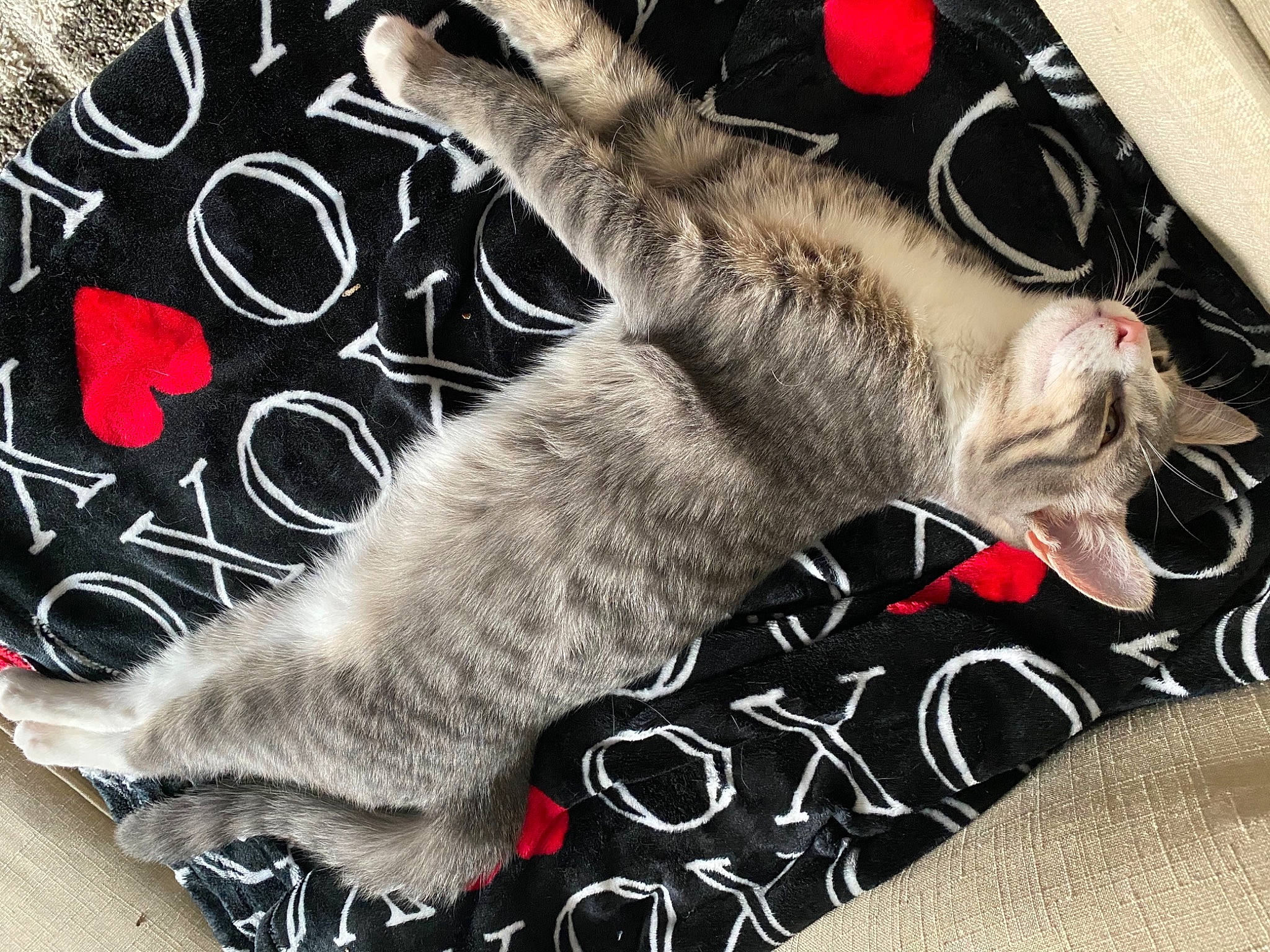 Roxy joined the competition — help win amazing prizes! carnivore, cat, claw, comfort, couch, domestic_short_haired_cat, felidae, font, foot, fur, gesture, grey, human_leg, nap, paw, rectangle, small_to_medium_sized_cats, snout, tail, whiskers